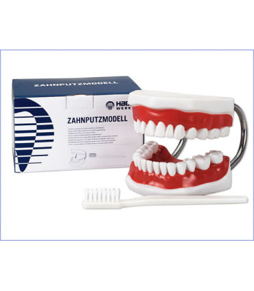 MODELE DEMONSTRATION + BROSSE